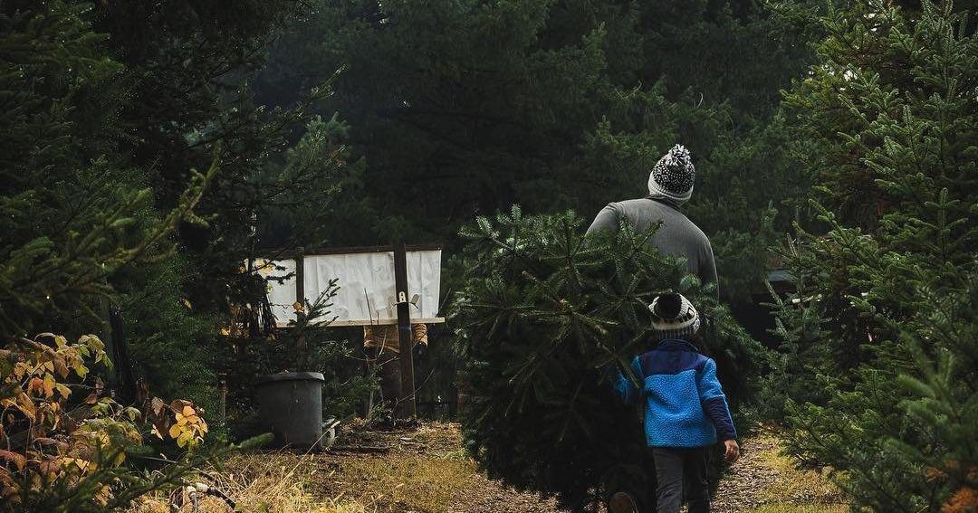 Find Your Christmas Tree at Apple Hill Christmas Tree Farm