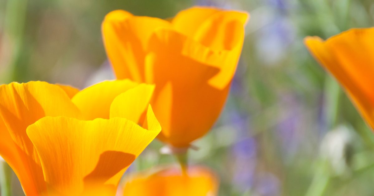 Rancho Cordova Events Events in Rancho Cordova, California